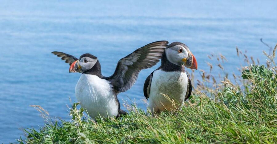 Inverness: Moray Coast, Wildlife and Speyside Whisky Tour - Why the Moray Coast makes a fine change from Inverness