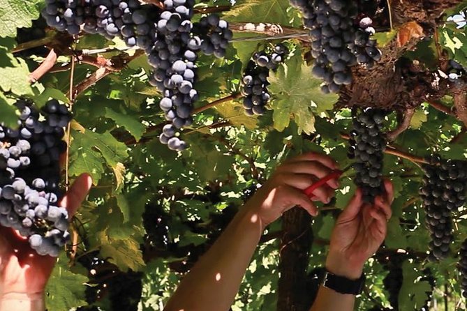 Jolimont Winery Tour - Visitation and Tasting - Canela RS - From harvest to bottle