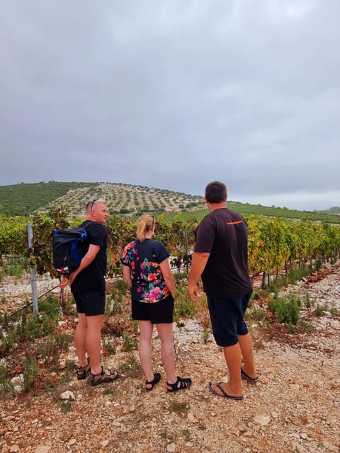 Korcula: Buggy Safari with Local Food and Wine Tasting - Who should book this Korcula outing?