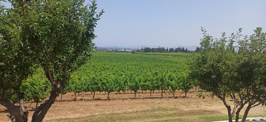 Kos: Wineries Tour w/ Wine Tastings & Transportation - What the food really means
