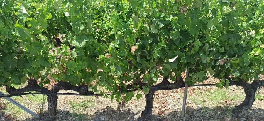 Kos: Wineries Tour w/ Wine Tastings & Transportation - Who will enjoy this most?