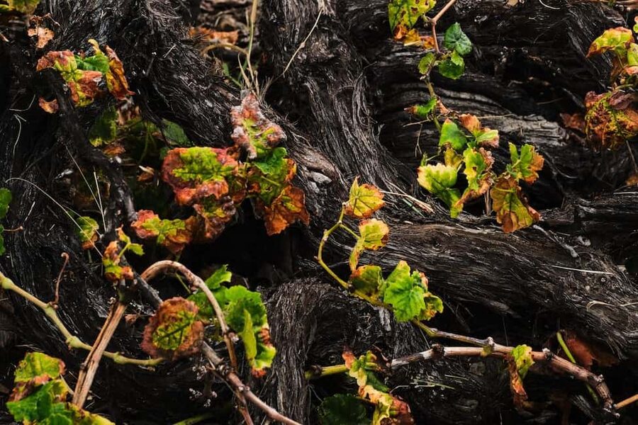 La Palma: Bodegas Teneguia Winery Tour with Wine Tasting - From harvested grape to pressed juice