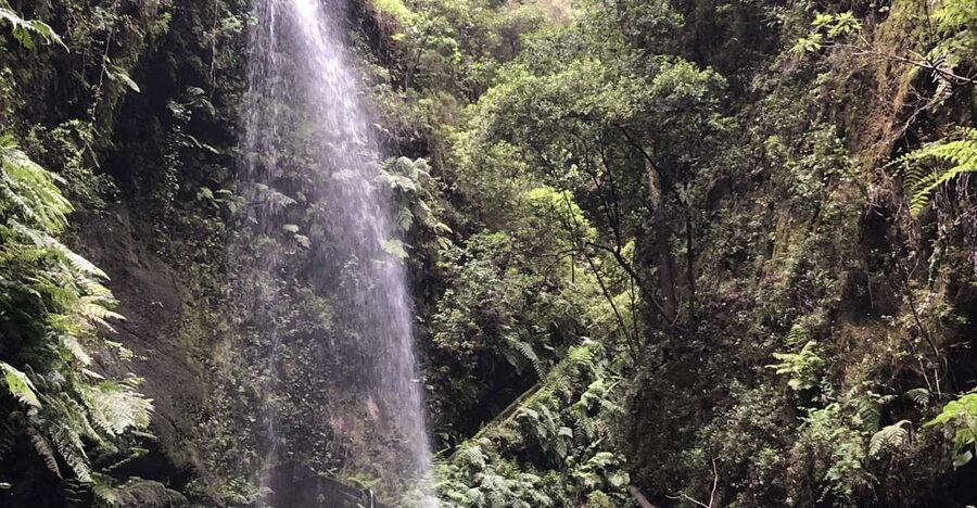 La Palma: North Island Bus Tour with Ron Aldea Distillery - Bosque de La Tila and the value of a flexible route