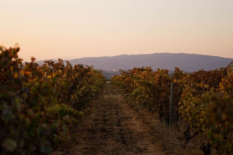 Lagoa: 2.5-Hour Vineyard Dinner with Winetasting - An old Algarve estate with a very particular sense of place