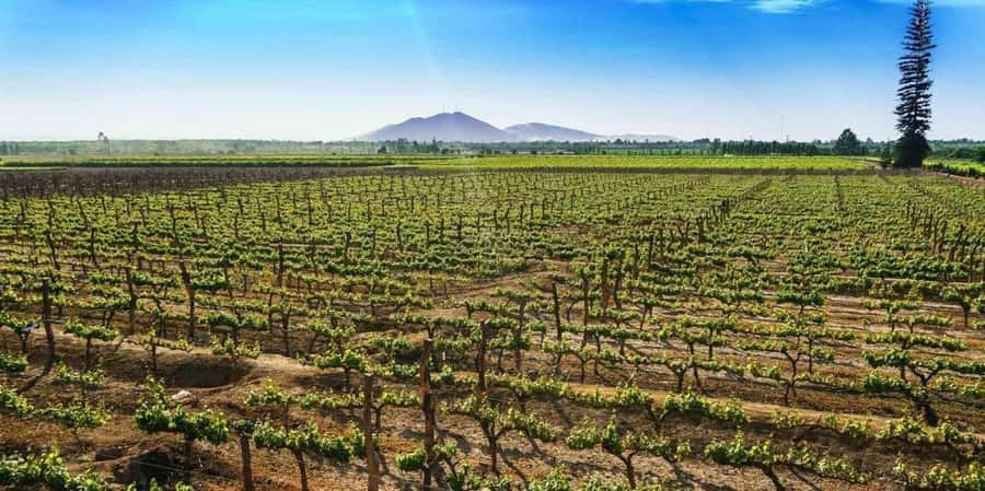 Lagos/Praia da Luz: Wine Tour, Tastings, Tapas, and Music - Live Portuguese music during the tasting