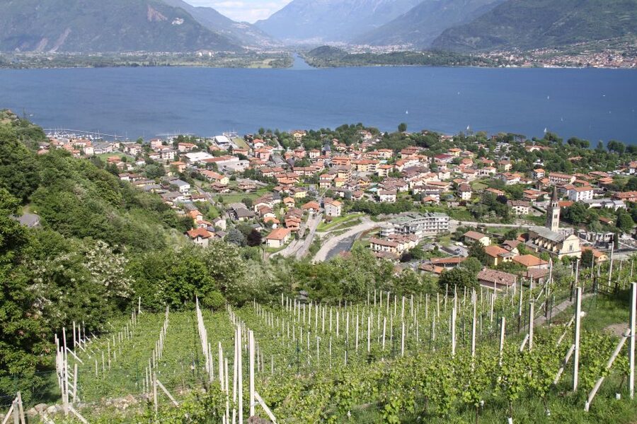 Lake Como: Winery Tour with Wine Tasting - Three wines, local food, and a terrace above the lake