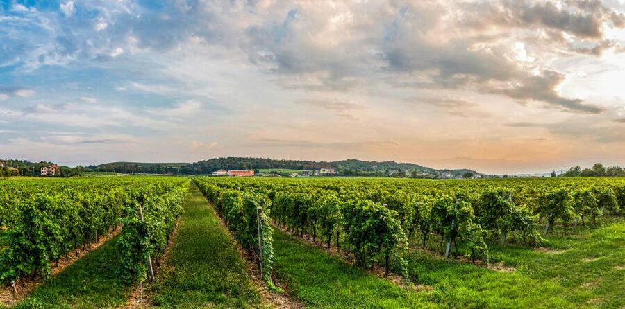 Lake Garda: Garda Hills Wine Tour and Tasting - Four Wines, Sometimes More, With Local Food