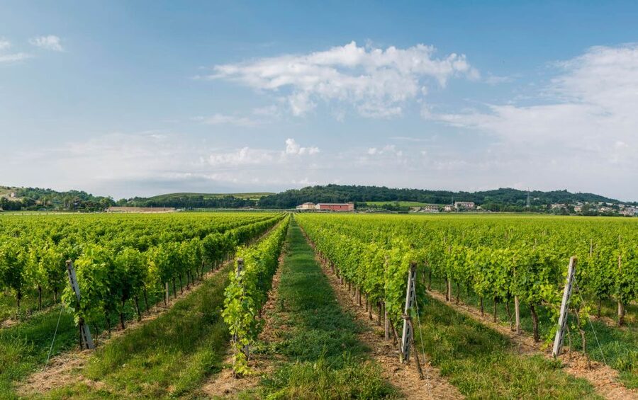 Lake Garda: Garda Hills Wine Tour and Tasting - FAQ