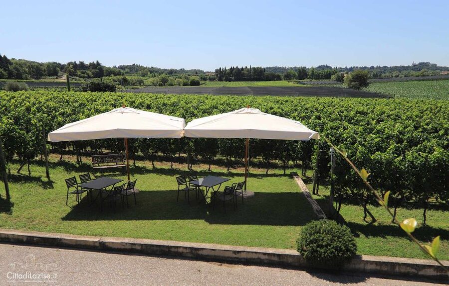 Lake Garda: Wine and Food Tastings in the Vineyards - Why the $50 price can be good value