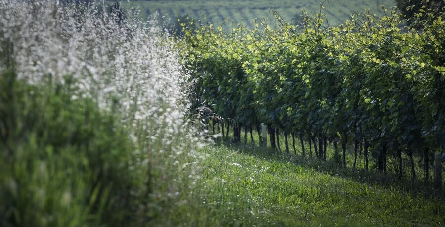Lake Garda: Wine Tour and Tasting Experience in Bardolino - How the $47 price measures up