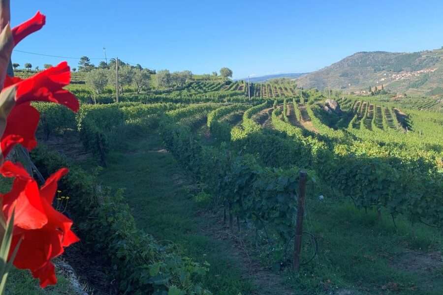Lamego: Quinta da Portela de Baixo Winery Tour and Tasting - Six wines, generous pours, and local pairings