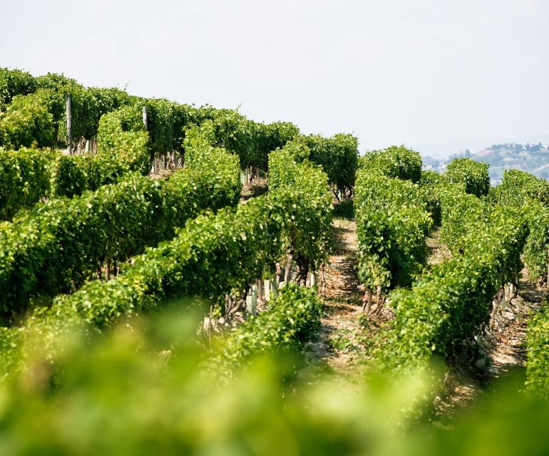 Langhe & Monferrato: Vineyard Tour and Wine Tasting - Simple ways to get more from the visit