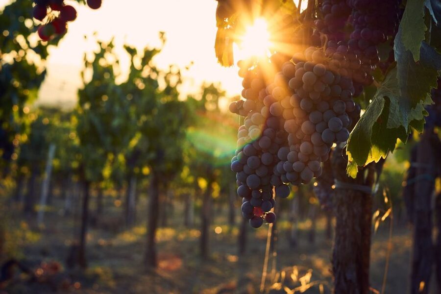 Langhe: Winery Tour and Wine Tasting - Why La Morra is a smart place for a Piedmont wine tasting