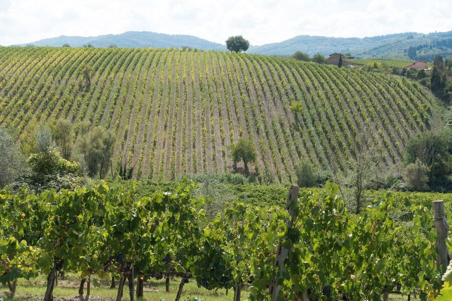 Langhe: Winery Tour and Wine Tasting - What the sommelier adds to the experience