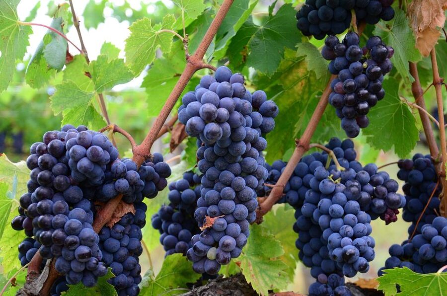 Langhe: Winery Tour and Wine Tasting - Should you book the La Morra winery tour?