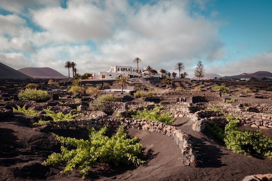 Lanzarote: Vineyard Tour with Wine and Chocolate Tasting - Should you book this Lanzarote wine tour?