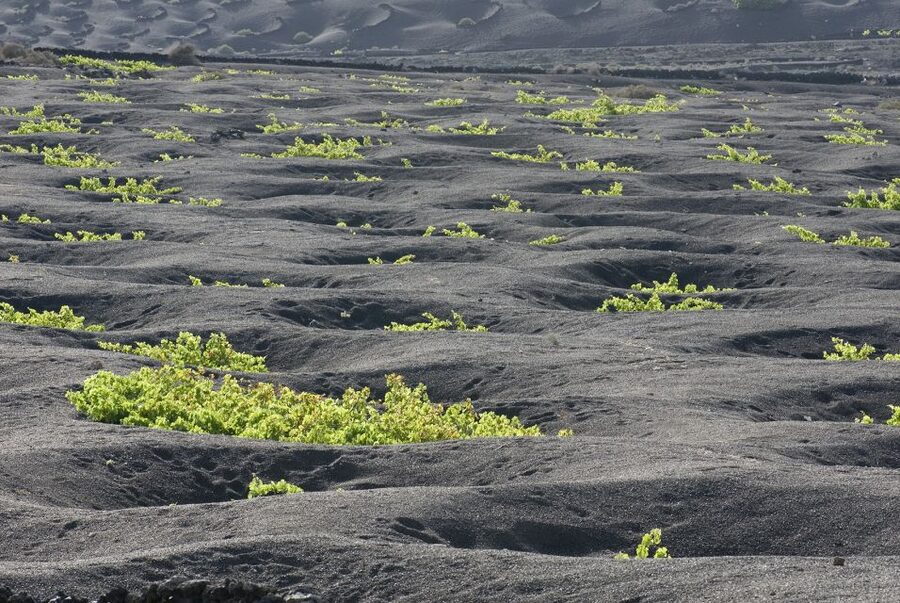 Lanzarote: Vineyard Tour with Wine and Chocolate Tasting - Who will enjoy Finca Testeina most