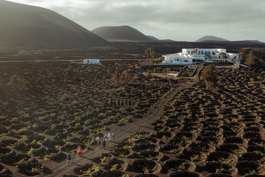 Lanzarote: Vineyard Tour with Wine and Chocolate Tasting - A 50-minute walk through Finca Testeina