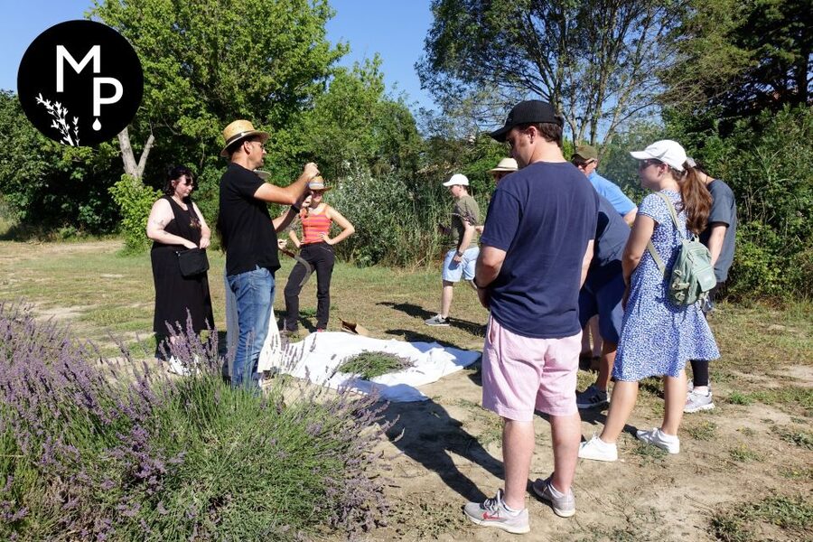 Lavender Field & Distillery Tour between Nimes & Arles - Why the distillation demonstration matters