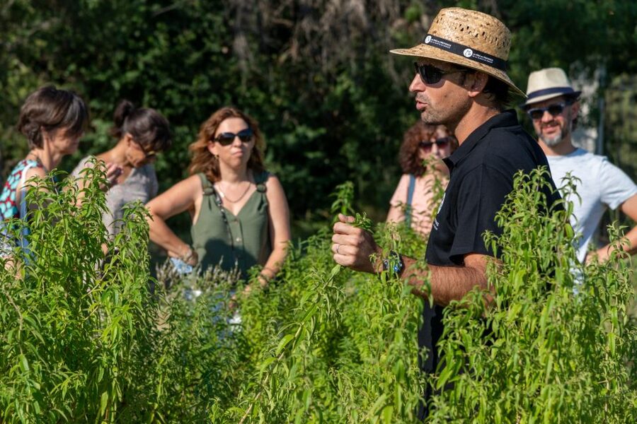 Lavender Field & Distillery Tour between Nimes & Arles - Planning the stop between Arles and Nîmes