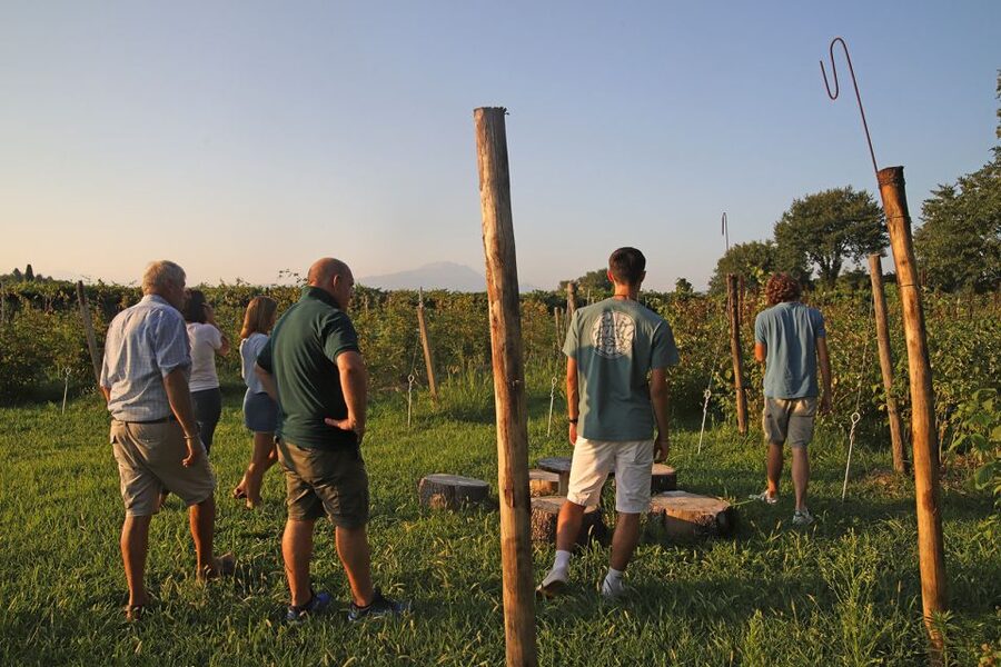 Lazise: Beekeeping Farm Tour and Tasting Experience - Hearing the hive and learning how bees work