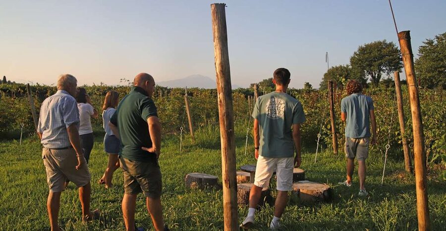 Lazise: Beekeeping Farm Tour and Tasting Experience - Three honeys, cheese, and the taste of the farm