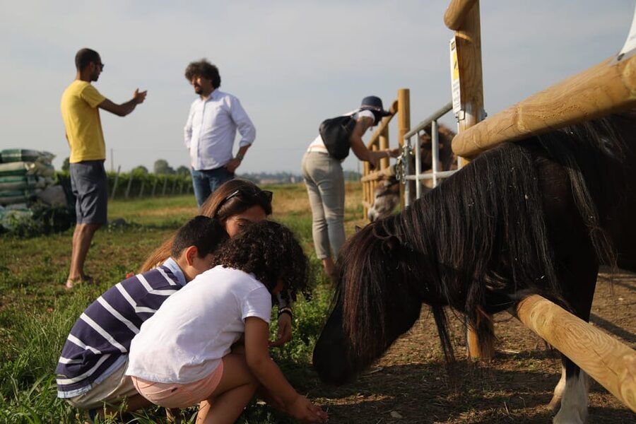 Lazise: Biodynamic Farm Tour and Natural Wine Tasting - Inside the cellar: from vineyard work to bottle