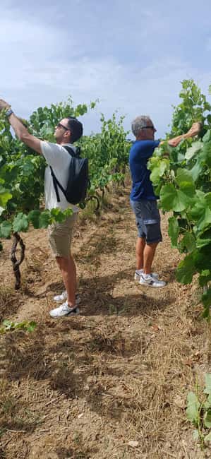 Lecce: Countryside Vineyard Walk & Wine Tasting - Giorgia, Francesco, and the personal touch