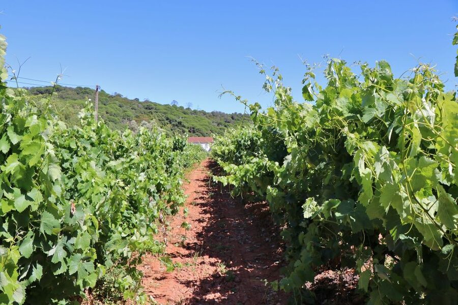 Lisbon Private Setúbal Region Wine Tasting Tour - The Setúbal Mother House and regional comparison