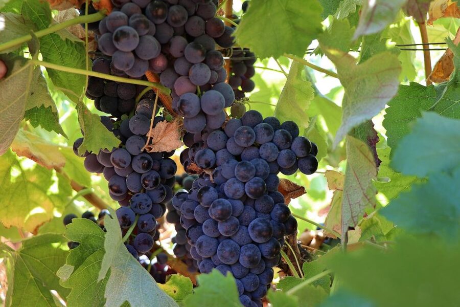 Lisbon Private Setúbal Region Wine Tasting Tour - Adega Assis Lobo and the family touch