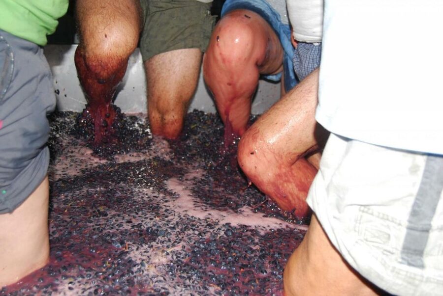 Loulé: Quinta da Tôr Winery Guided Tour and Wine Tasting - Key points to know before you book