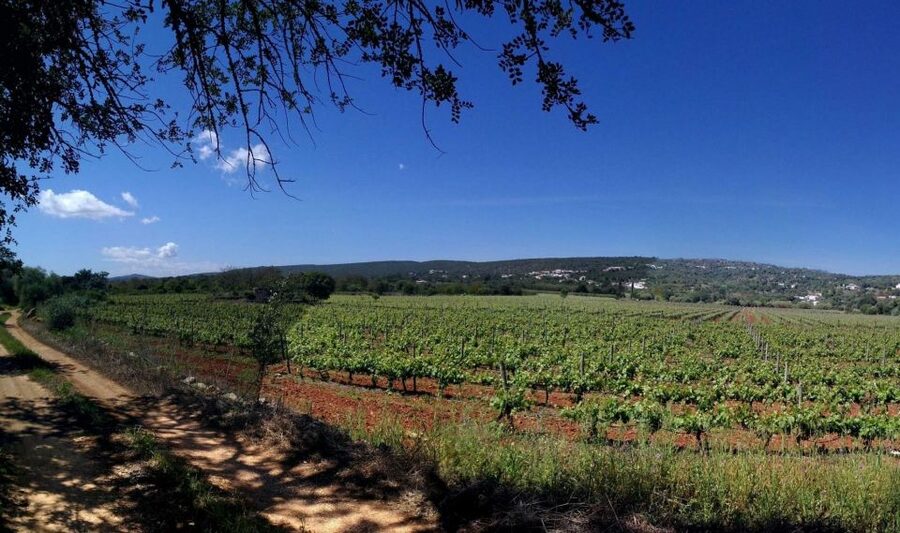 Loulé: Quinta da Tôr Winery Guided Tour and Wine Tasting - The 90-minute tasting and five wine styles
