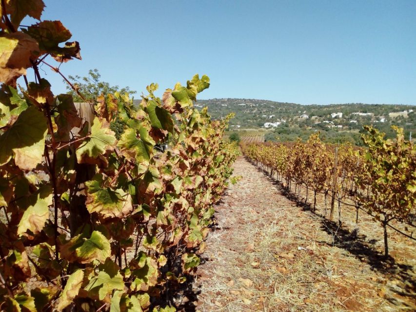 Loulé: Quinta da Tôr Winery Guided Tour and Wine Tasting - The pool and the views