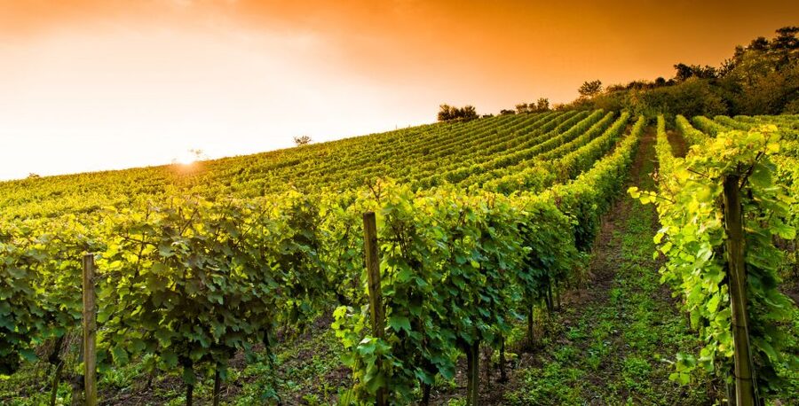 Lucca: Guided E-Bike and Wine Tour - What happens at the family winery