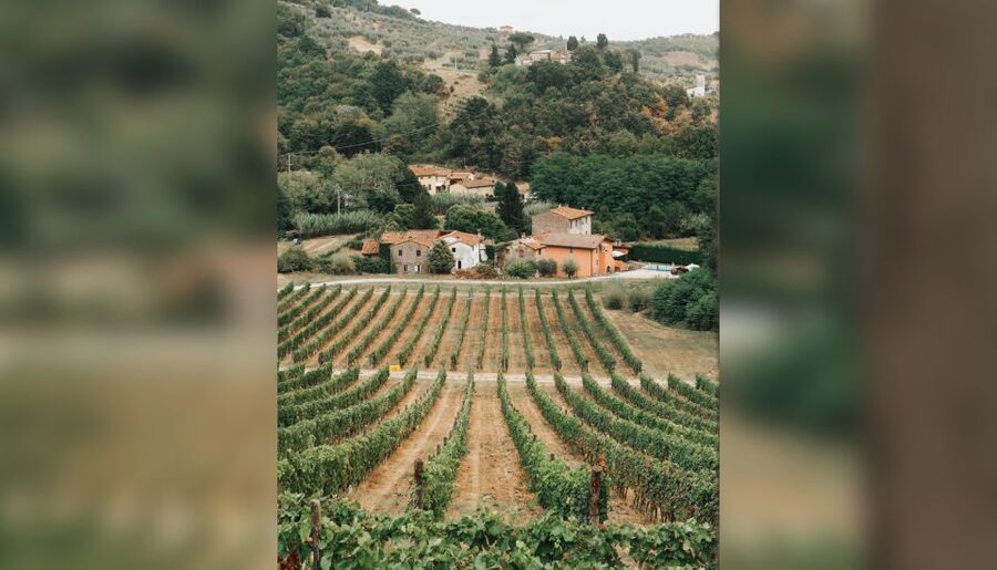Lucca: Guided Winery Tour with Wine Tasting - The terrace tasting and its five-wine possibility