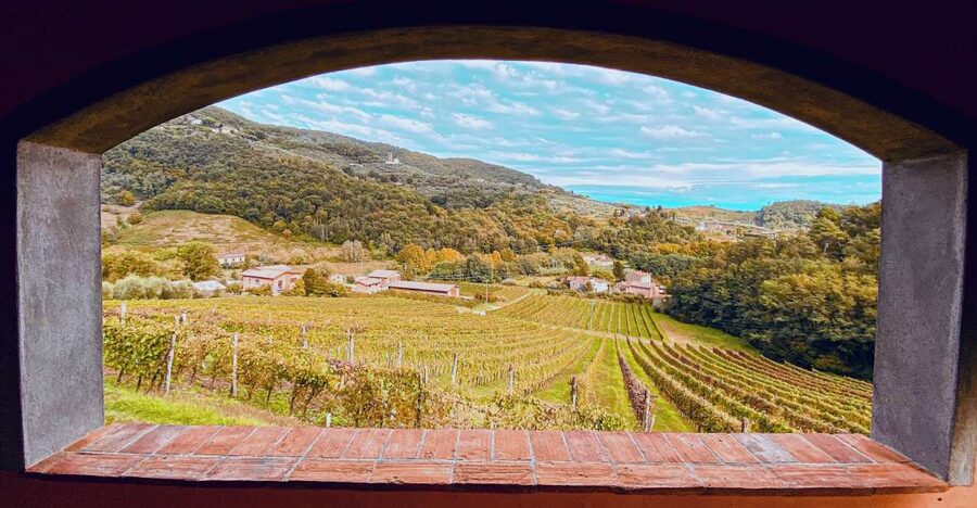 Lucca: Guided Winery Tour with Wine Tasting - Olive oil, breadsticks, and optional food