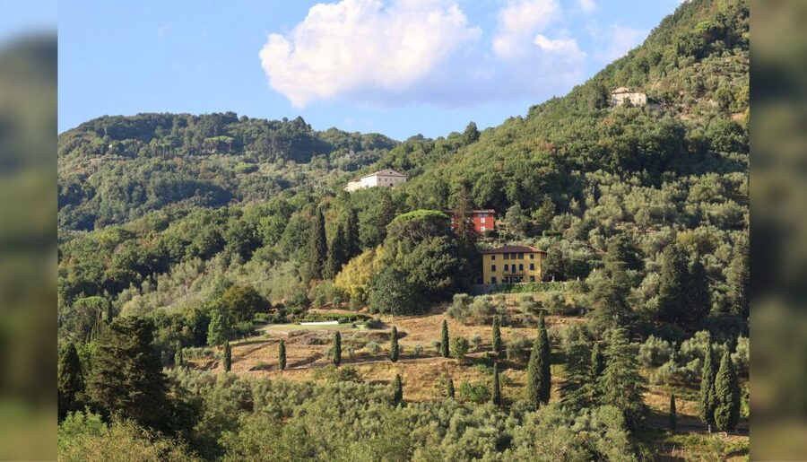 Lucca: Guided Winery Tour with Wine Tasting - What the shared setting feels like