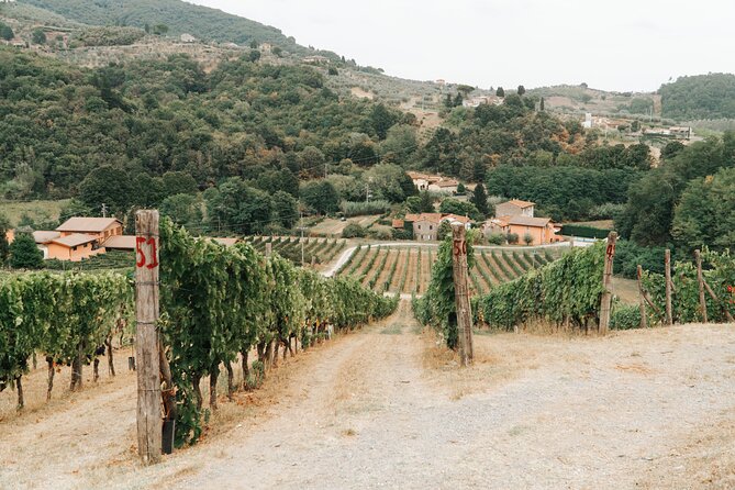 Lucca: Wine Tasting Experience - Tenuta Adamo Winery - A small winery in the Lucca hills