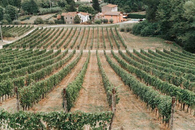 Lucca: Wine Tasting Experience - Tenuta Adamo Winery - Who will enjoy Tenuta Adamo most