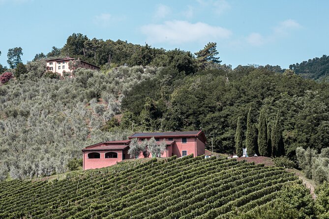 Lucca: Wine Tasting Experience - Tenuta Adamo Winery - Booking, timing, and cancellation