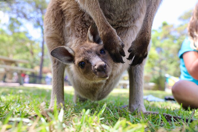Luxury Hunter Valley Wildlife & Wine Tasting Tour from Sydney - Two winery visits introduce you to Hunter Valley wine