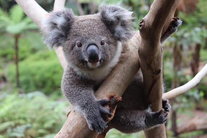Luxury Hunter Valley Wildlife & Wine Tasting Tour from Sydney - Lunch is optional, practical, and not quite a grand winery meal