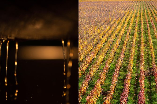 Luxury Luxury Wine Tour Experience - Food, tasting pace, and the shape of the day