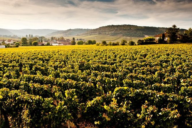 Luxury Luxury Wine Tour Experience - From Beaune or Dijon into the Côte d’Or