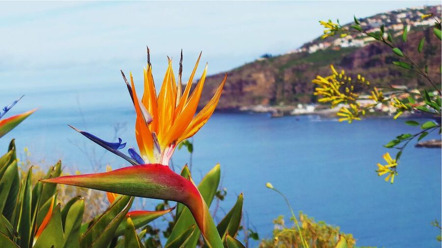 Madeira: Cabo Girao, Jeep Tour Adventure and Wine Tasting - Câmara de Lobos and the island’s fishing tradition