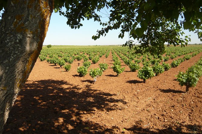 Madrid Countryside Wineries Guided Tour with Wine Tasting - Leaving Madrid for the Vinos de Madrid region