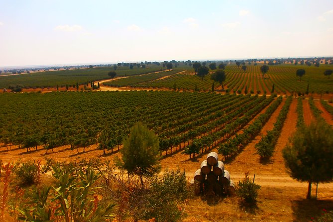 Madrid Countryside Wineries Guided Tour with Wine Tasting - Who should book this winery day?