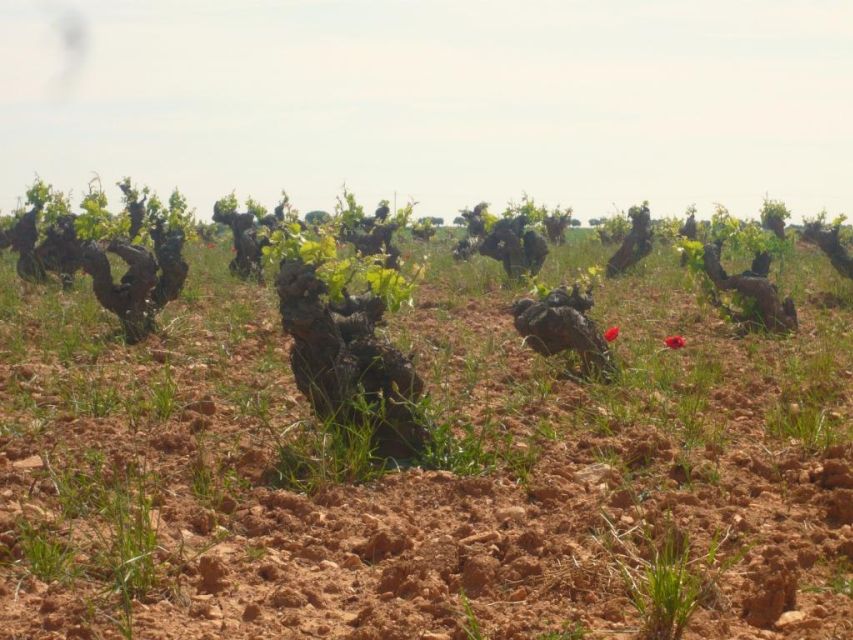 Madrid Region Wineries Guided Tour with Wine Tastings - Colmenar de Oreja: two wineries, two different stories