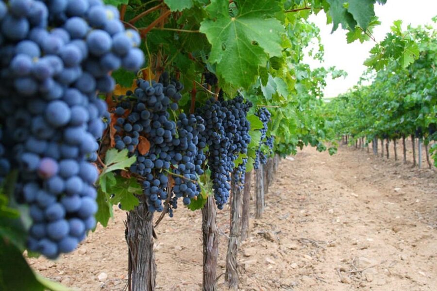 Madrid: Toledo Day Trip with Winery Visit and Wine Tasting - How much walking and standing should you expect?