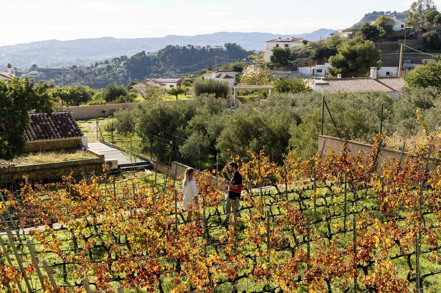 Malaga: Organic Vineyard Tour with 6 Wines, Tapas & Transfer - Should you book this Málaga wine tour?